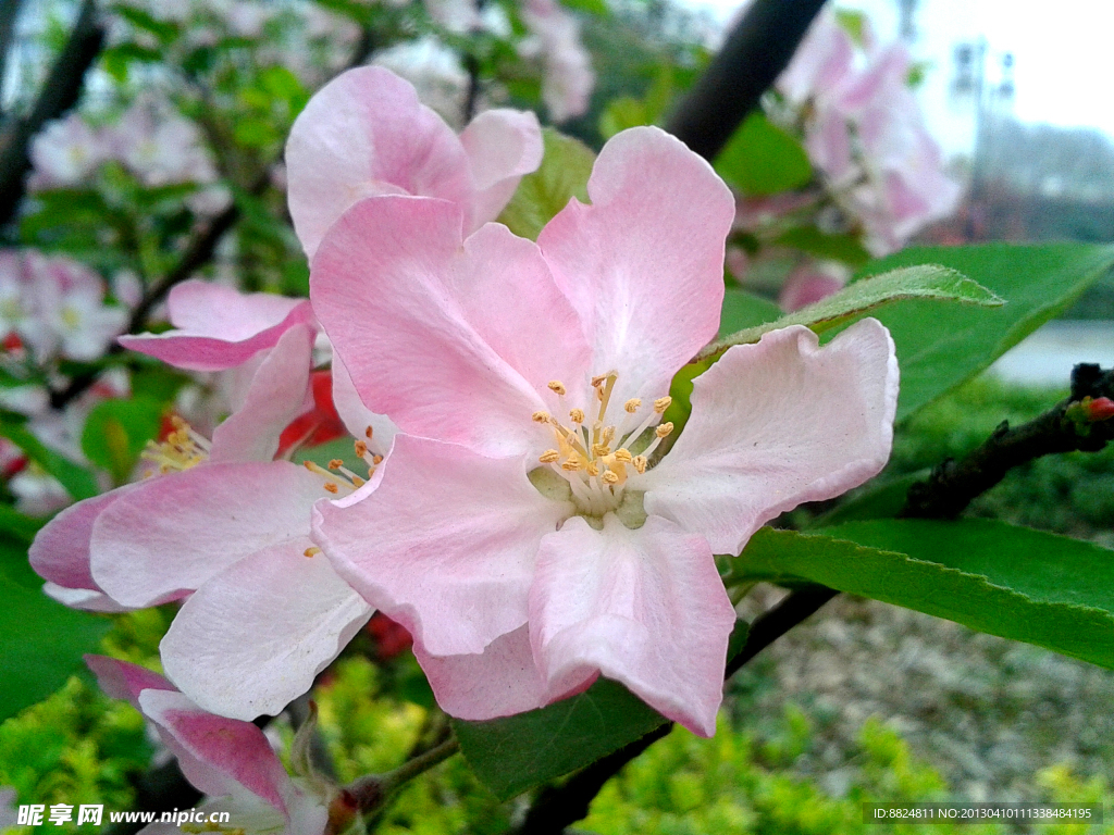 桃花 粉色鲜花