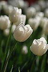 白色郁金香花群