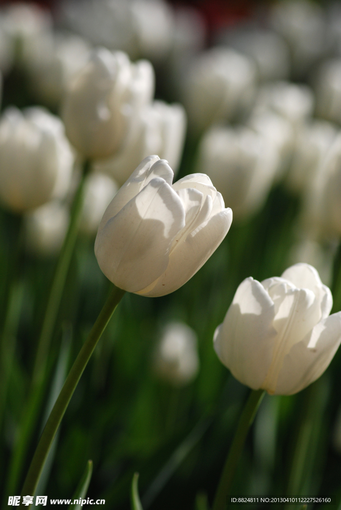 白色郁金香花群