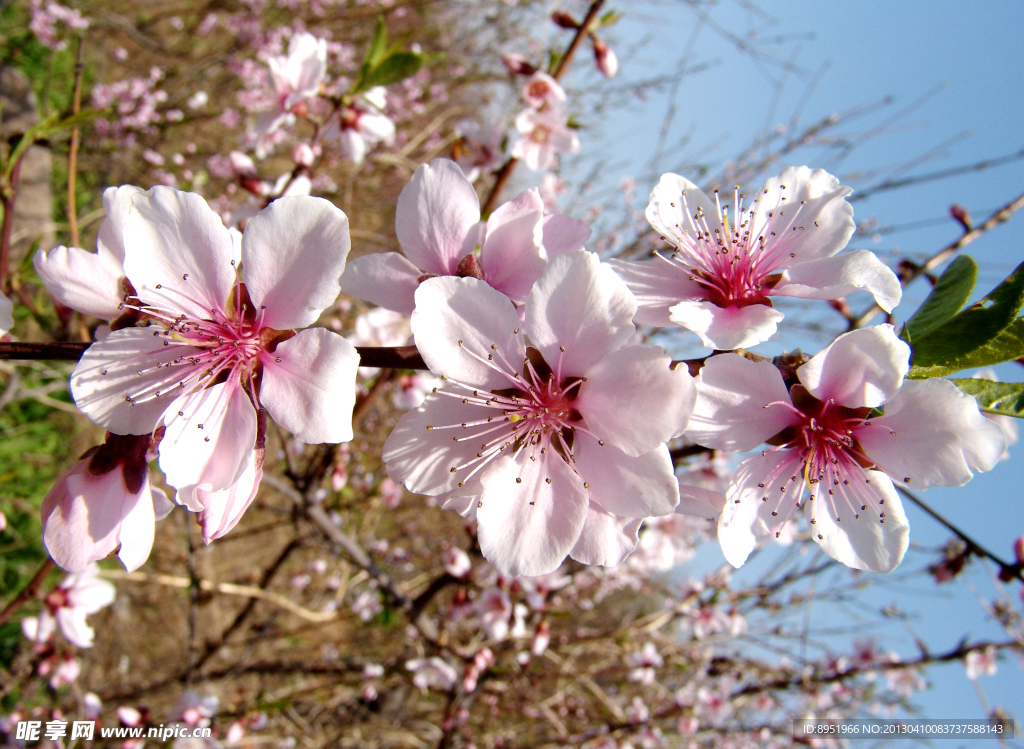 人面桃花