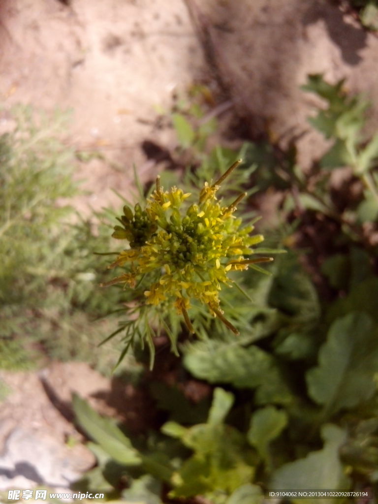 野油菜花