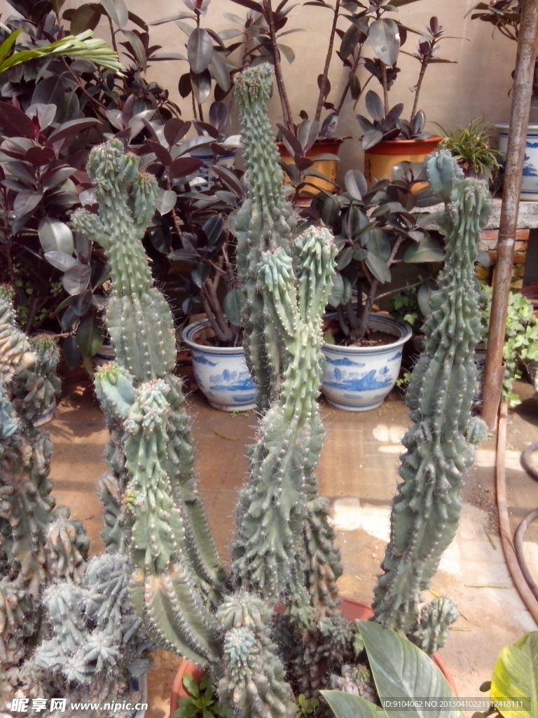 仙人掌