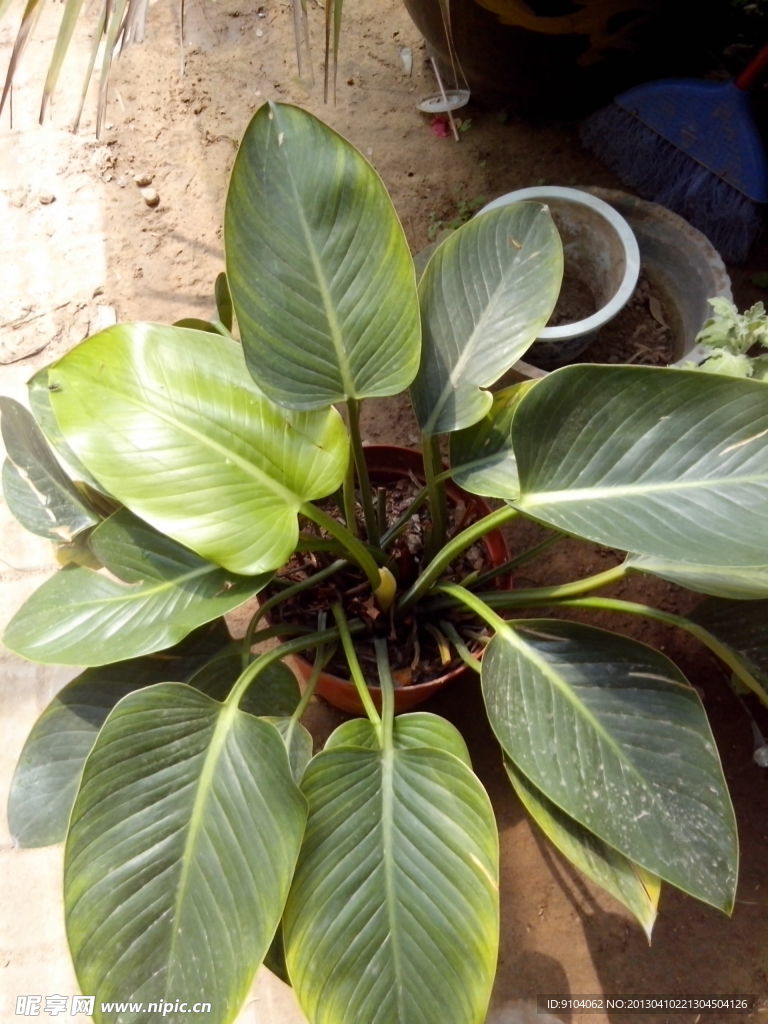 绿色植物