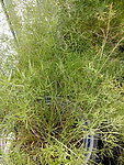 绿色植物