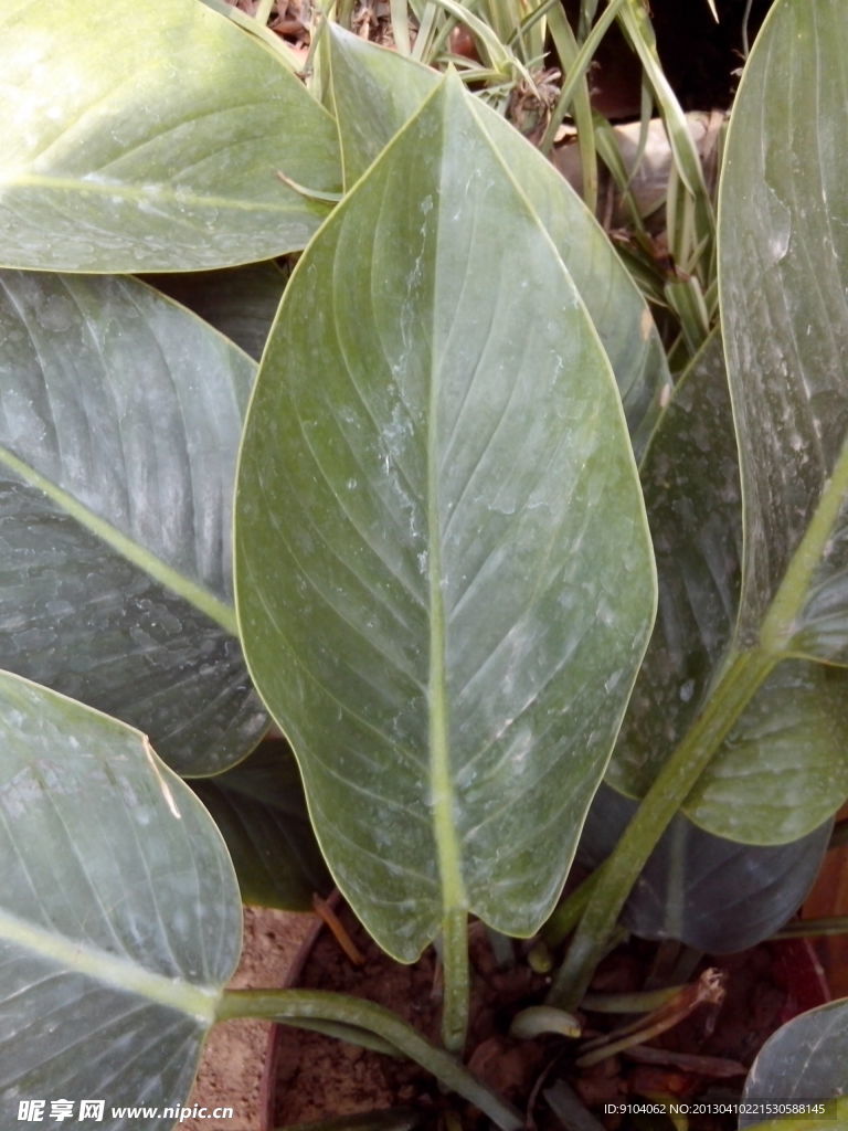 绿色植物