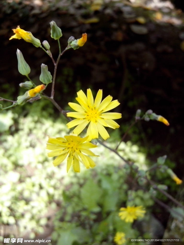 野菊花