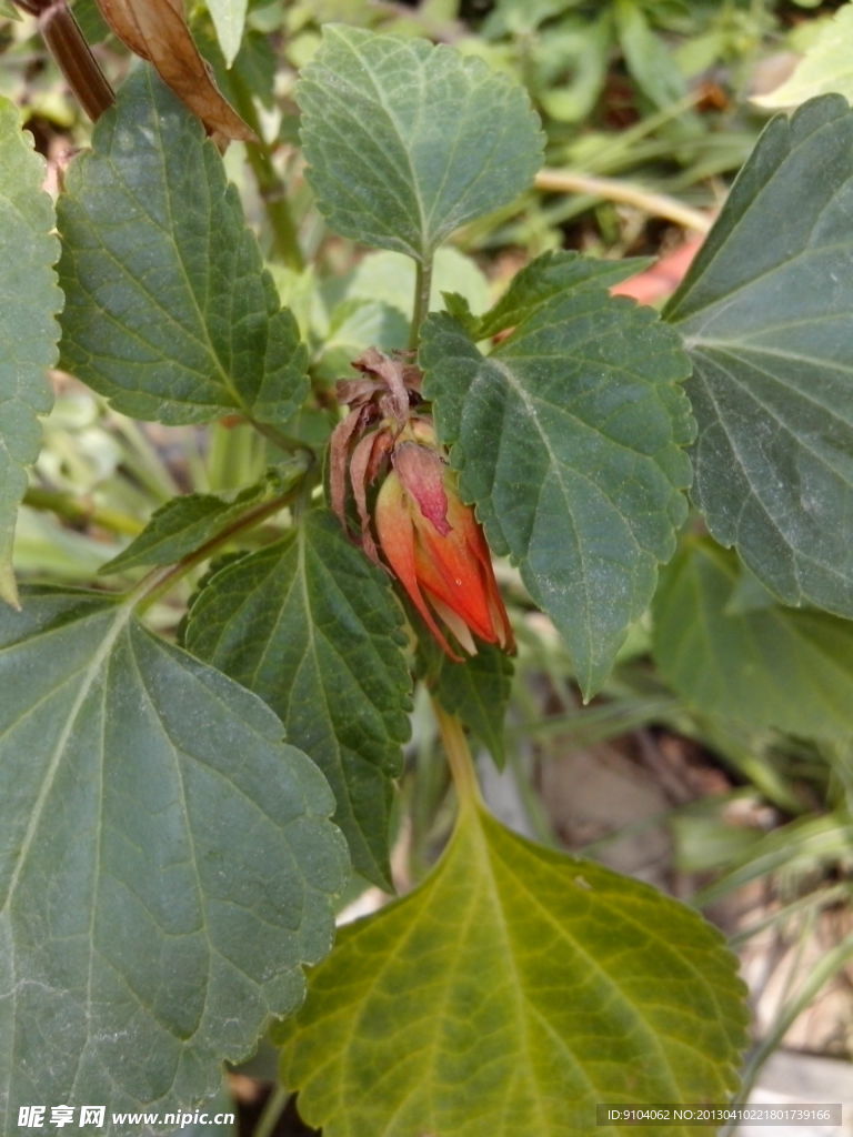 花卉分类