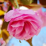 半开红樱花