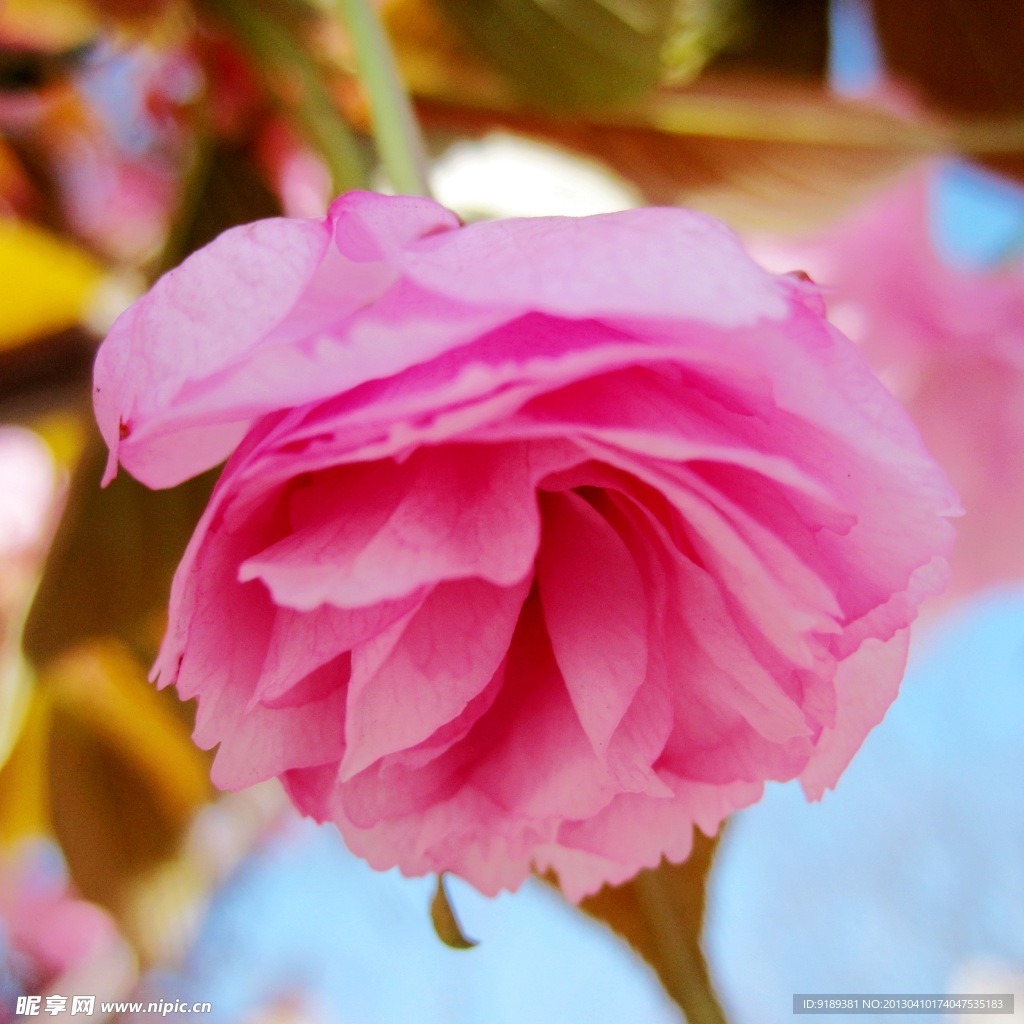 半开红樱花