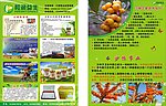 沙棘宣传单