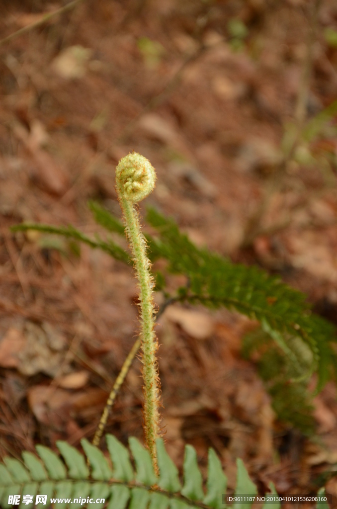 蕨菜