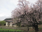 桃花节