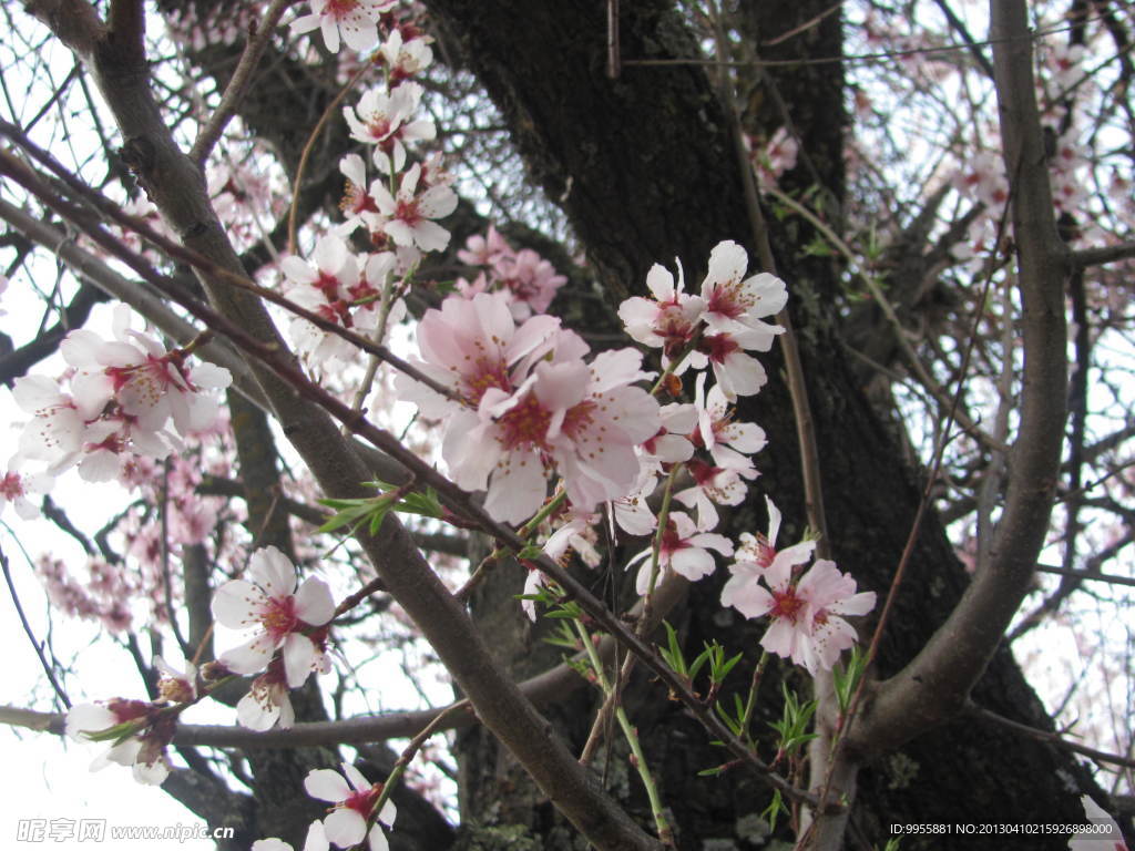 桃花
