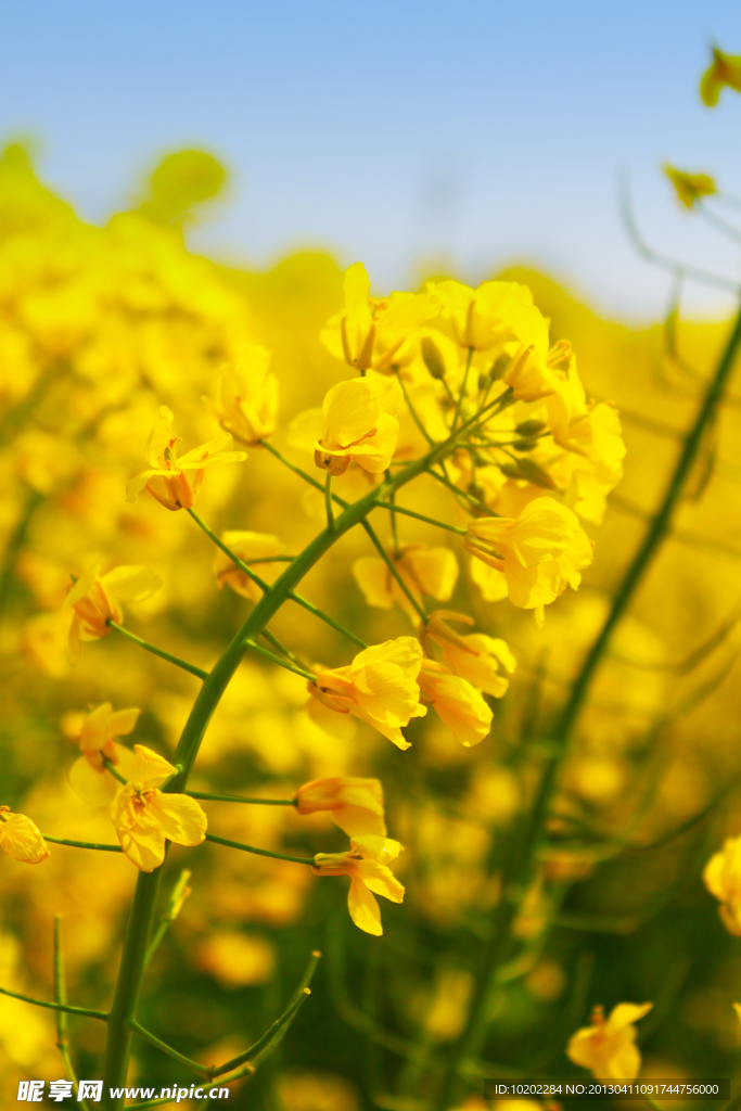 竖版油菜花