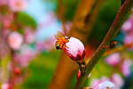 蜜蜂和花苞