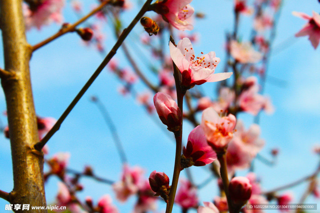 粉色桃花