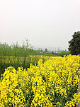 油菜花田