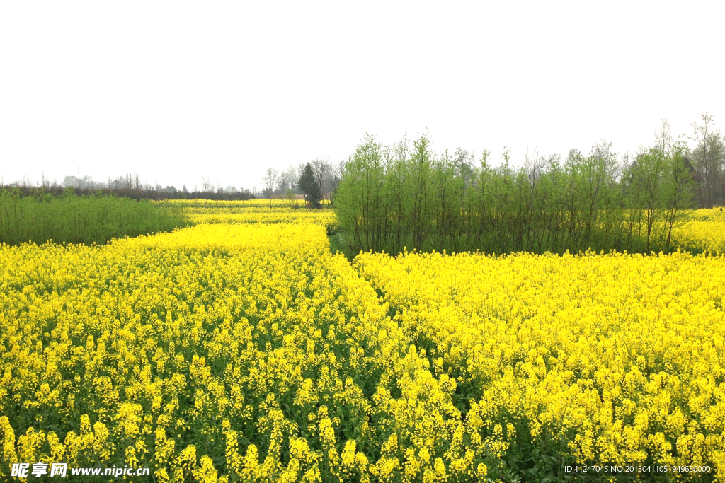 油菜花田