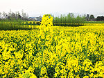油菜花田