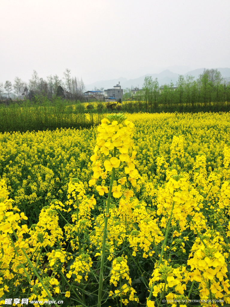 油菜花田