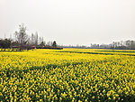 油菜花田