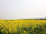 油菜花田