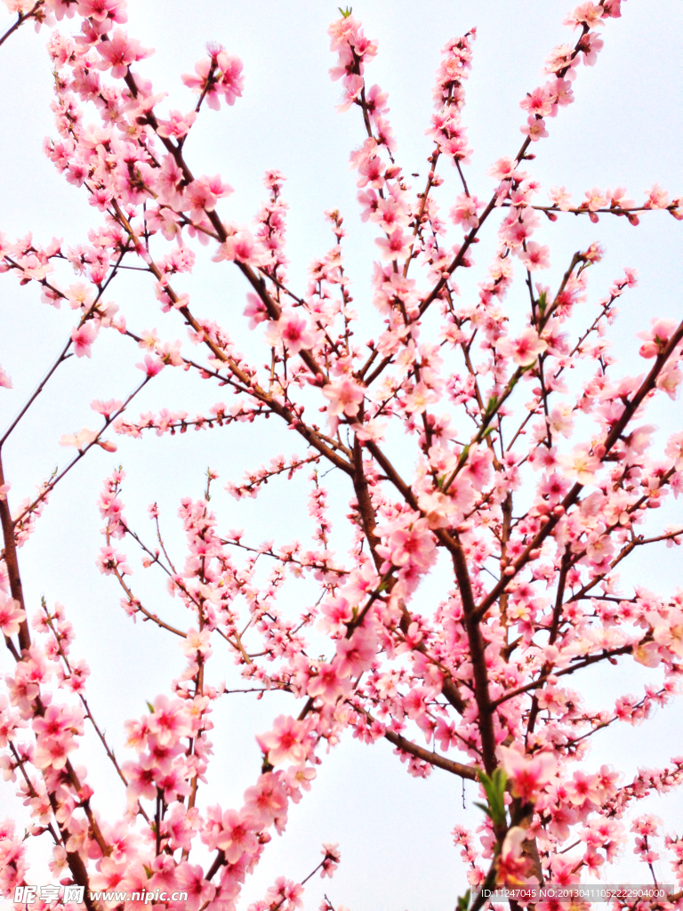 桃花