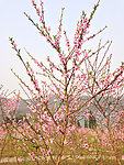 桃花林