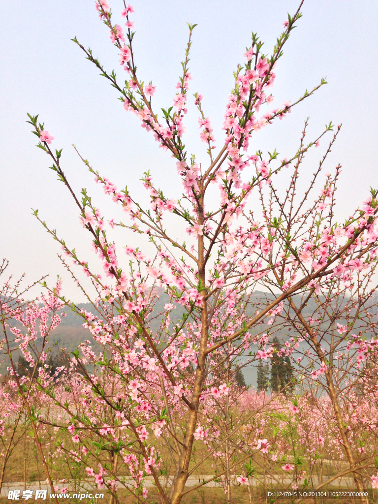 桃花林