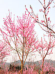 桃花林