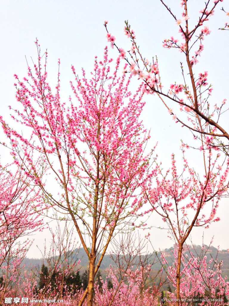 桃花林