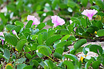 牵牛花