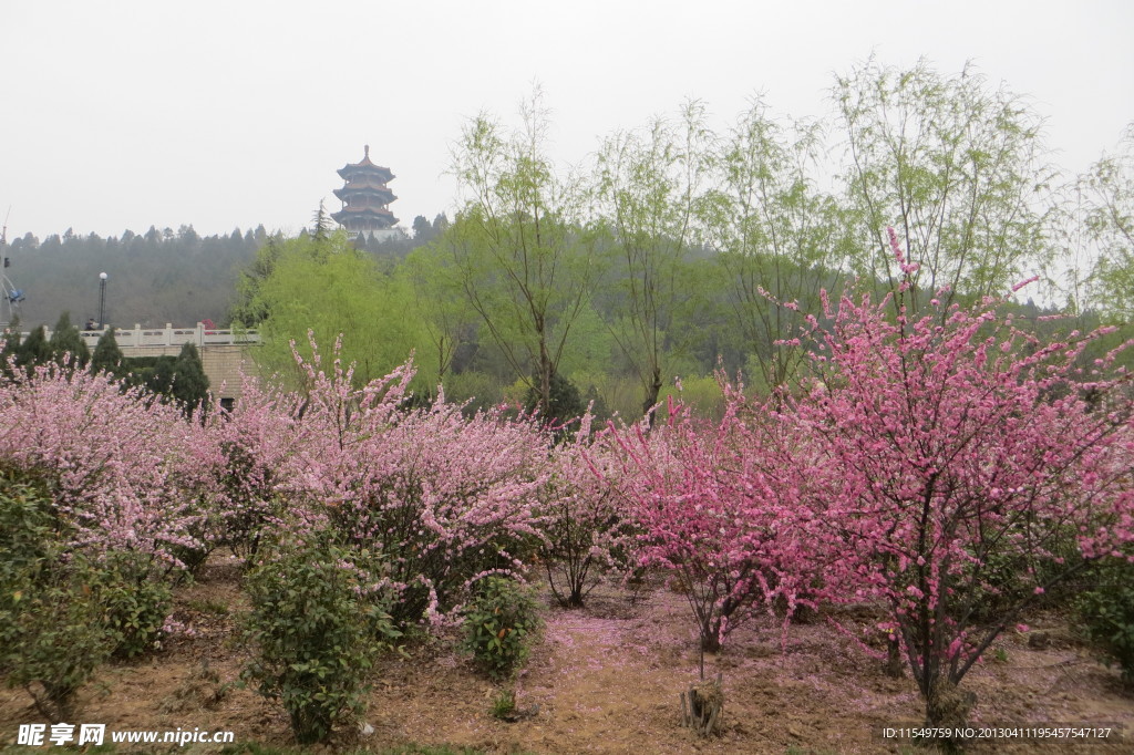 迎仙公园春景