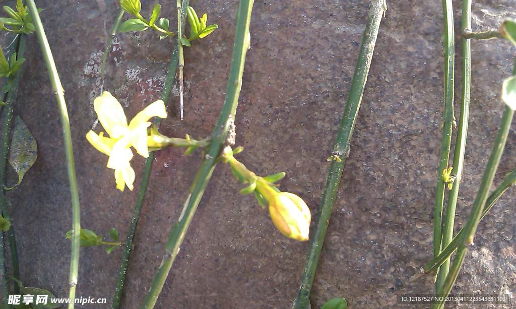 石花