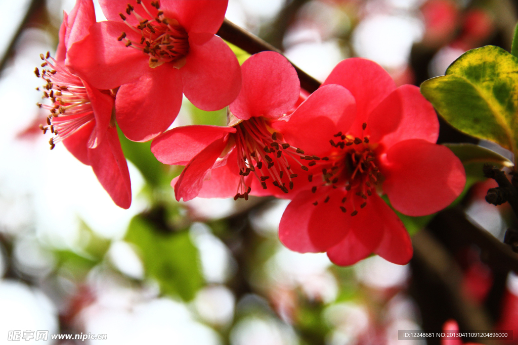 红色花卉
