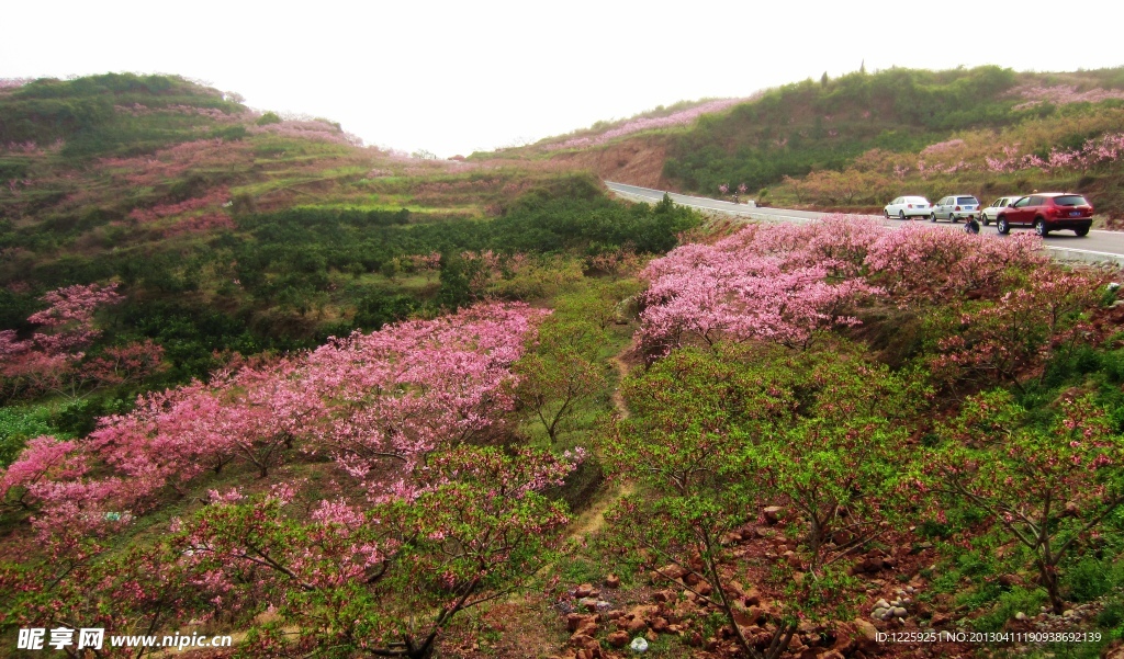 桃花漫山