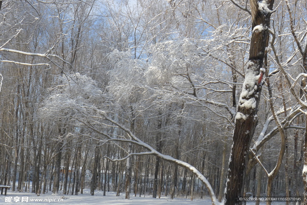 雪景