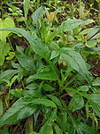苦仔婆祛湿野菜
