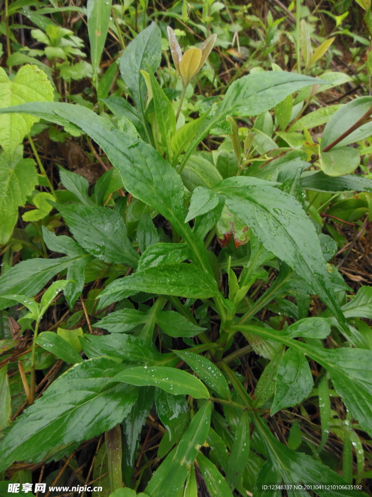 苦仔婆祛湿野菜