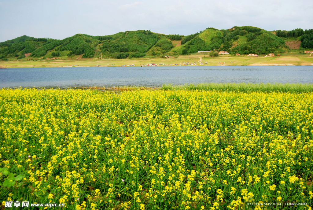 油菜花田