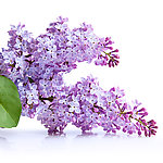丁香 丁香花
