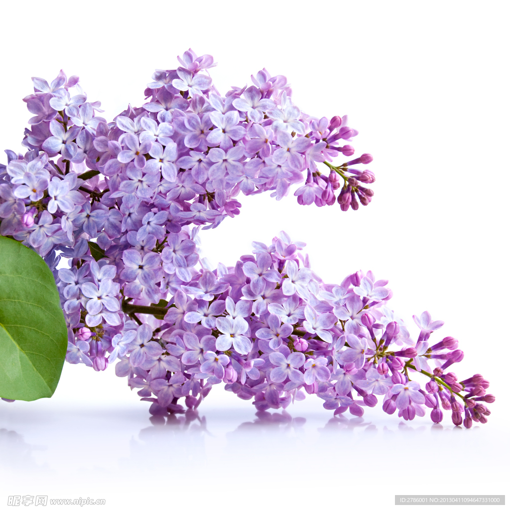 丁香 丁香花