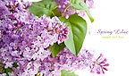 丁香 丁香花