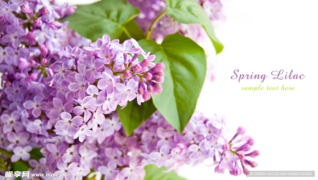 丁香 丁香花