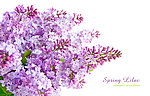 丁香 丁香花
