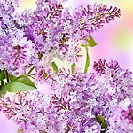 丁香 丁香花