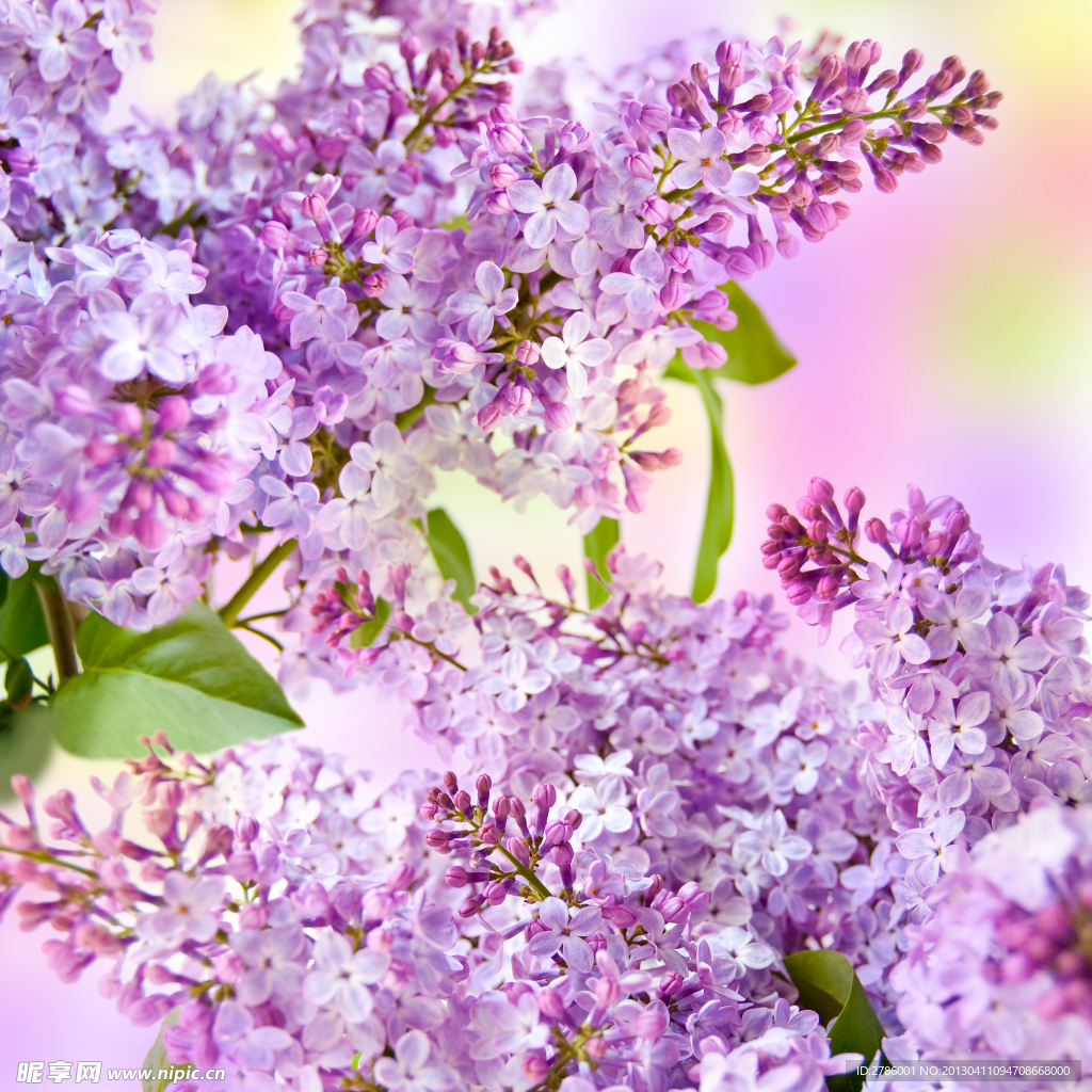 丁香 丁香花