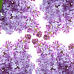丁香 丁香花