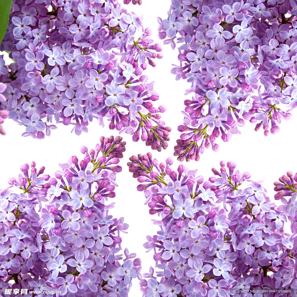 丁香 丁香花