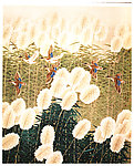 芦苇花开